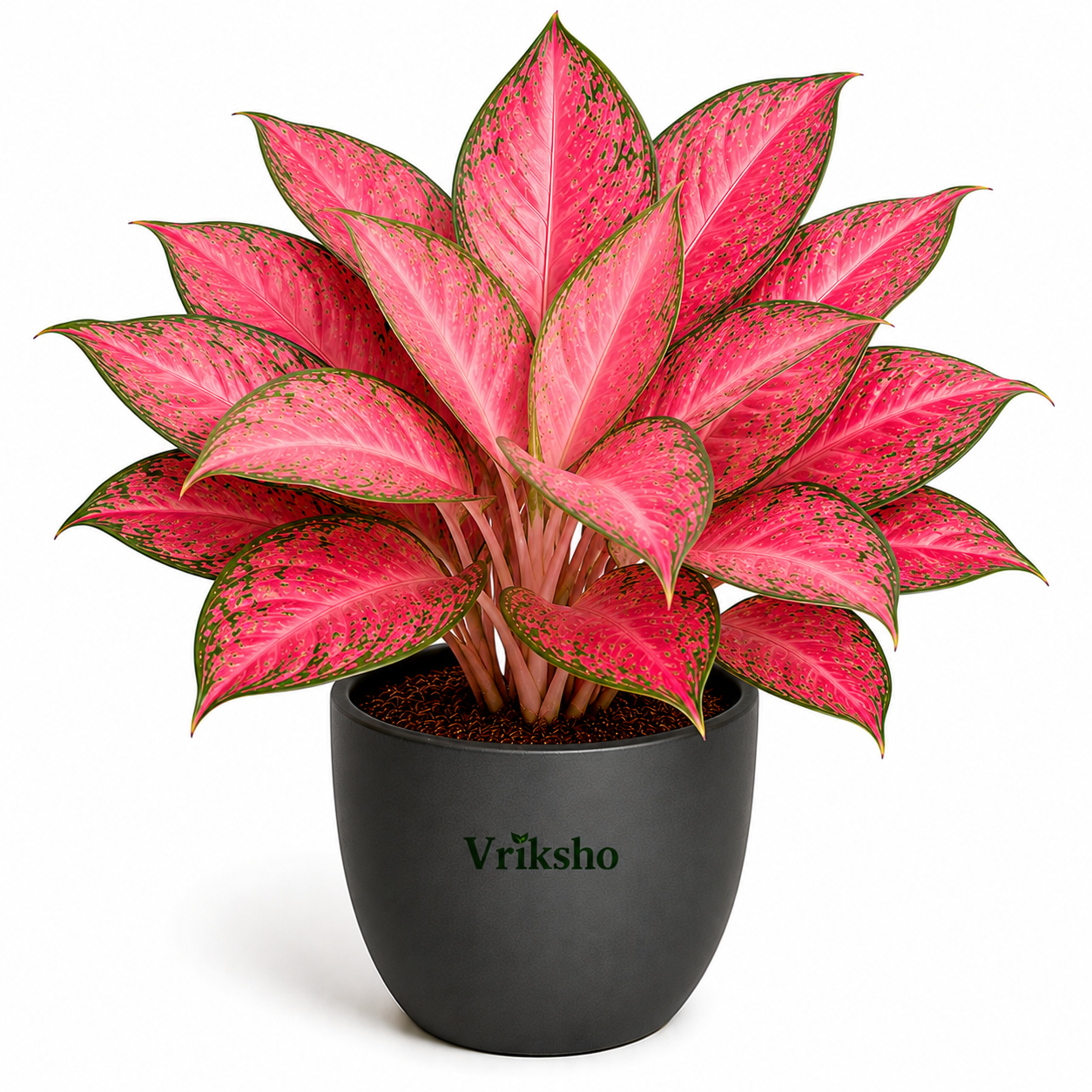 Lady Valentine Aglaonema