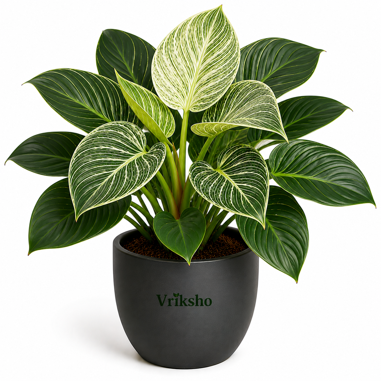 Birkin Plant