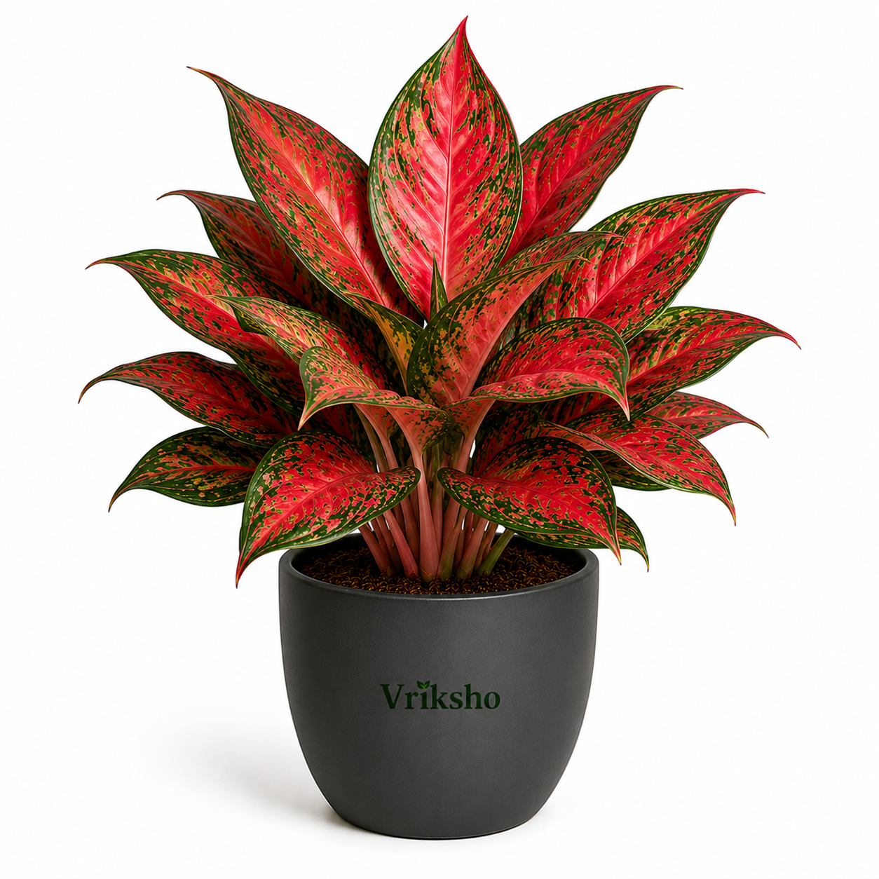 Red Congo Plant