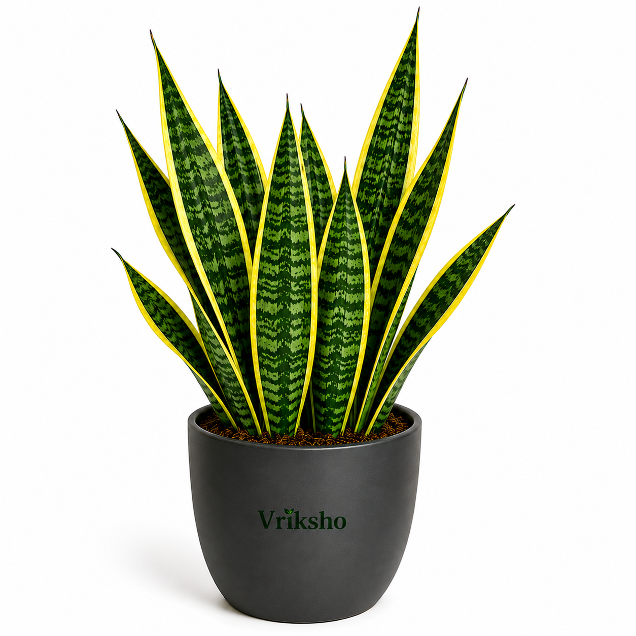 Snake Plant