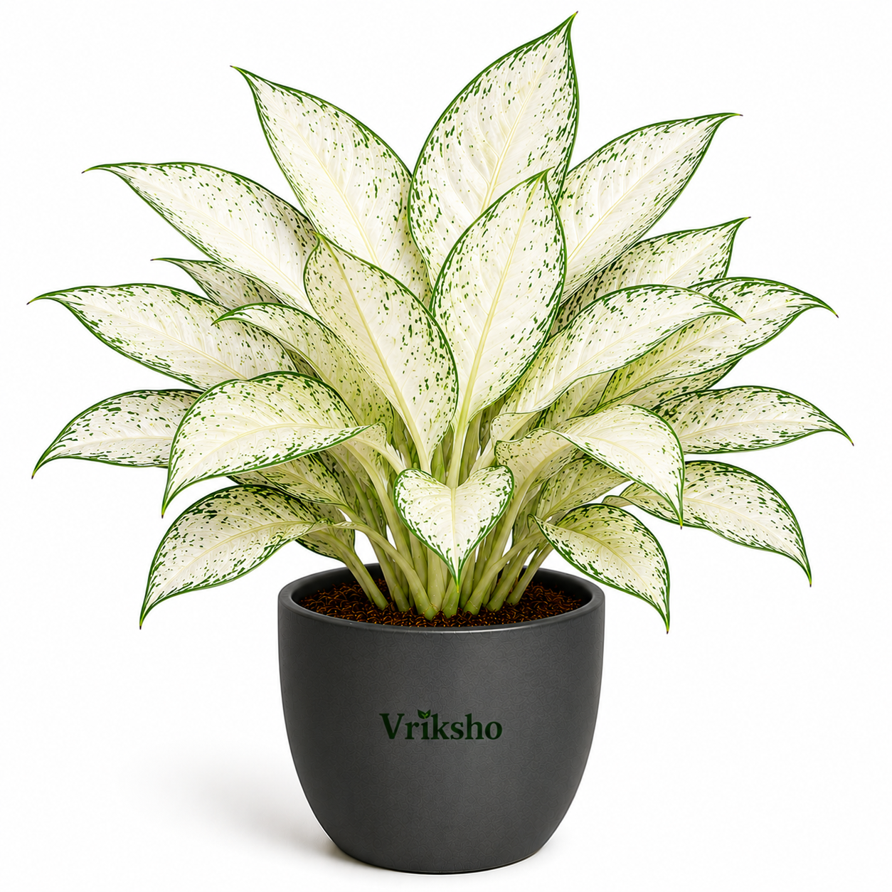 Snow White Aglaonema
