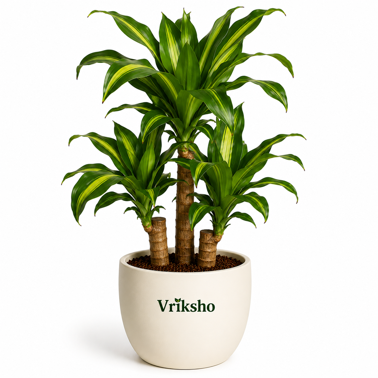 Brazilian Wood Plant