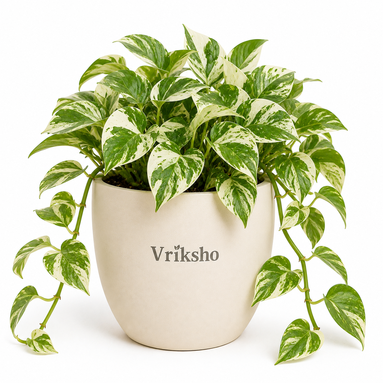 N'Joy Money Plant