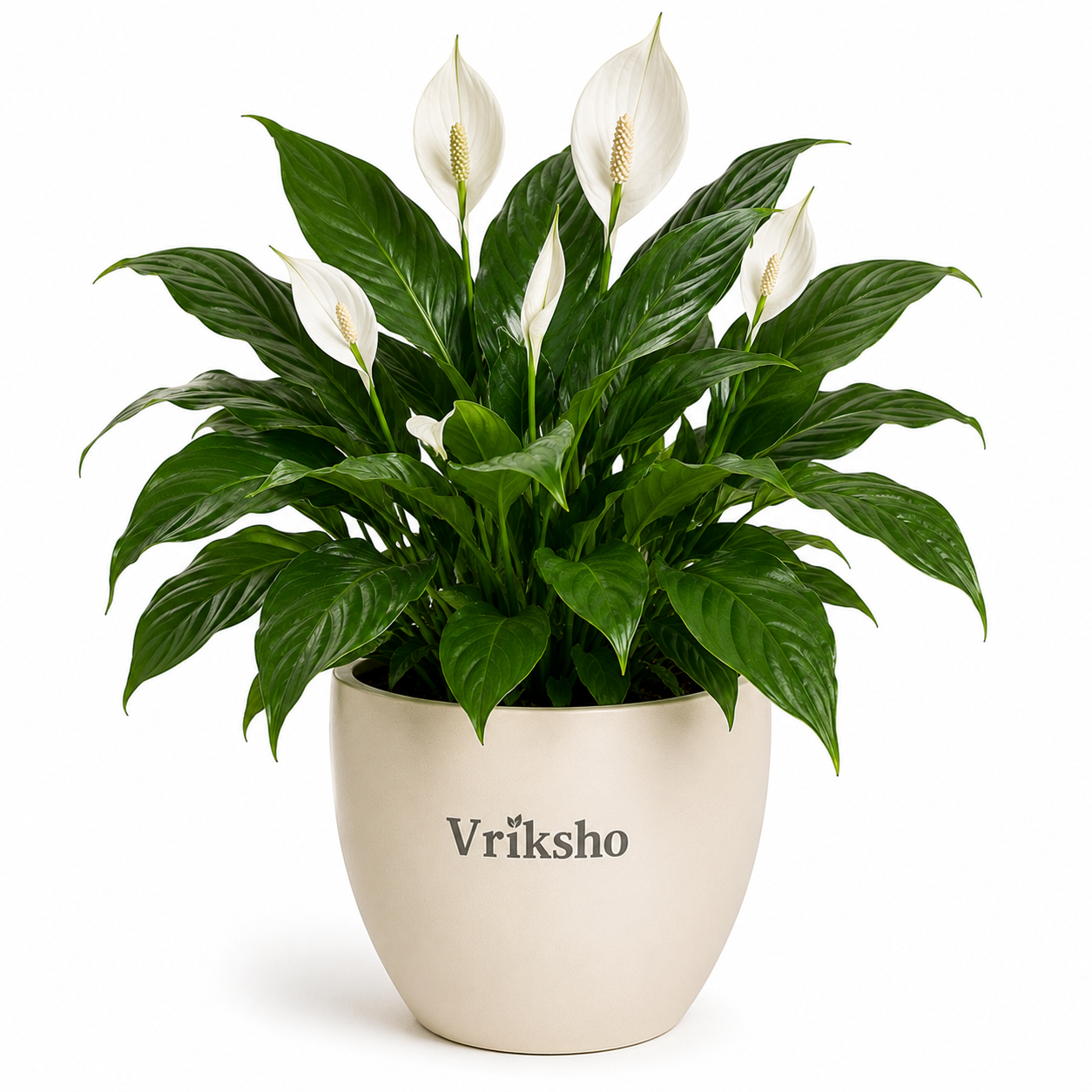 Peace Lily