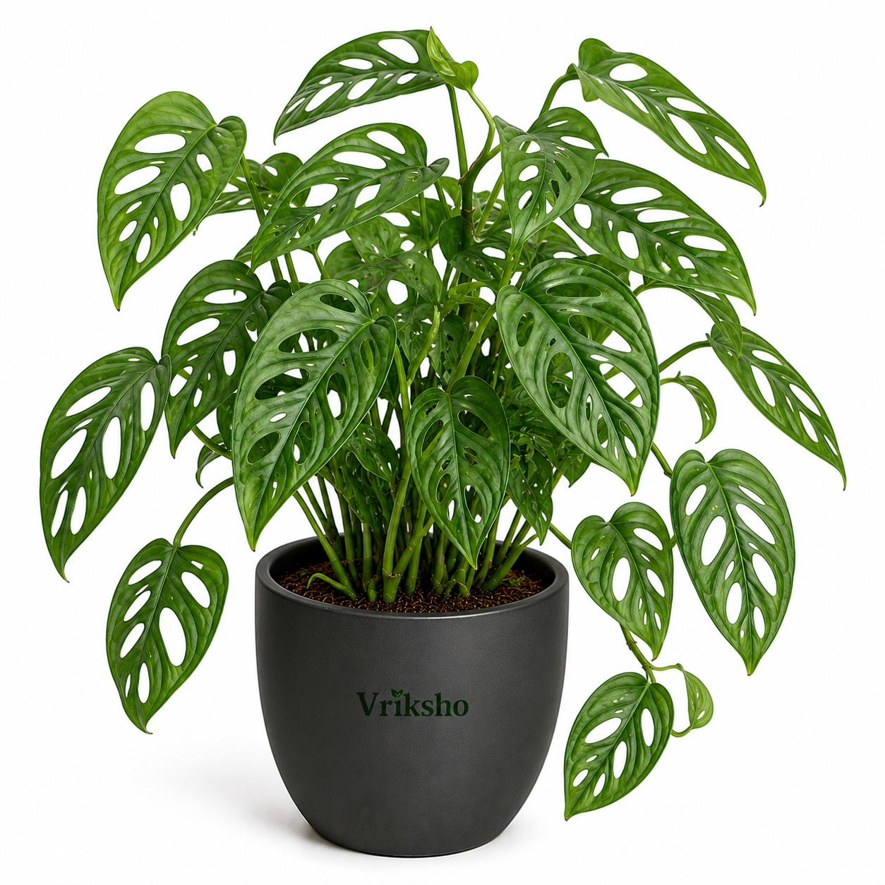 Monstera Adansonii