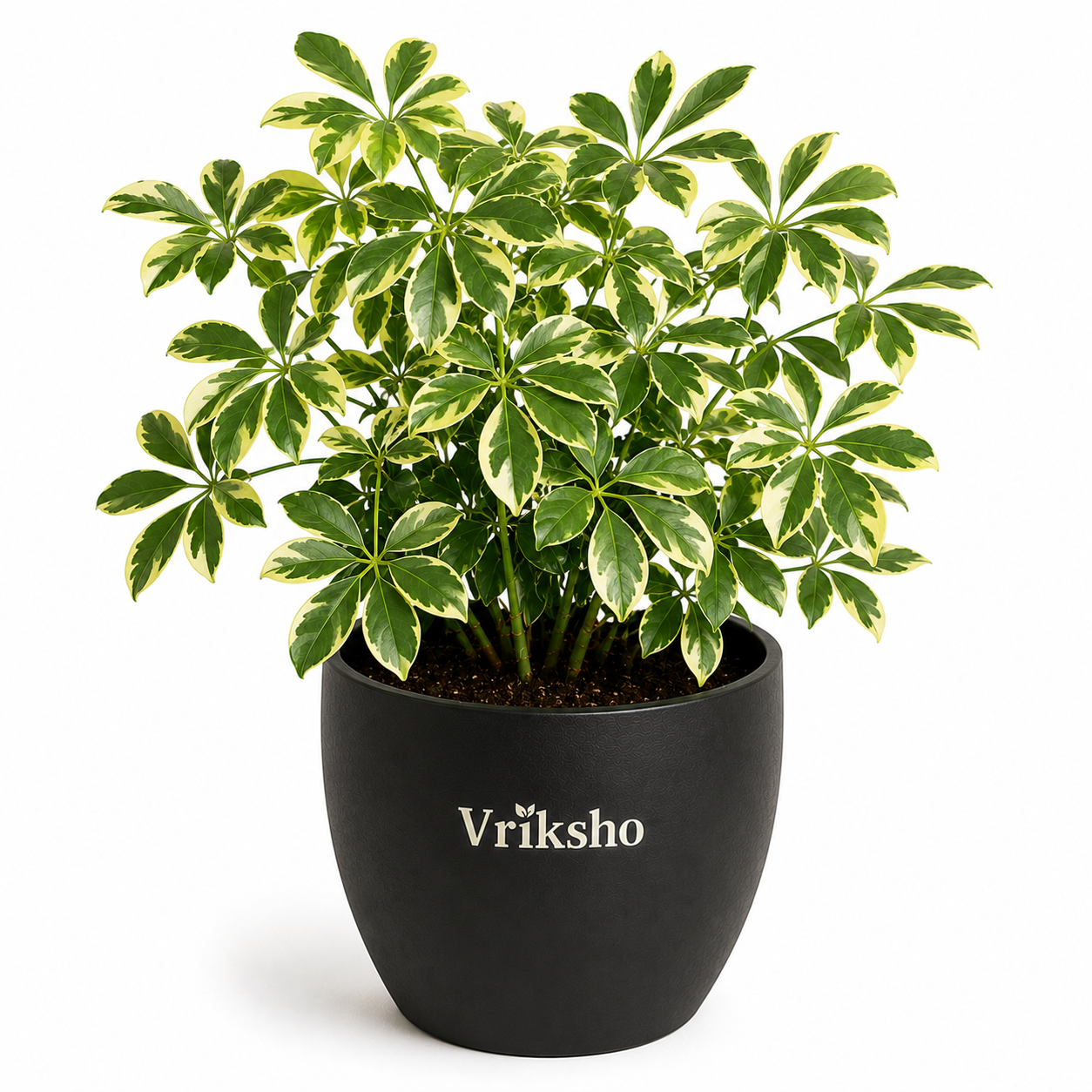 Variegated Aralia Plant