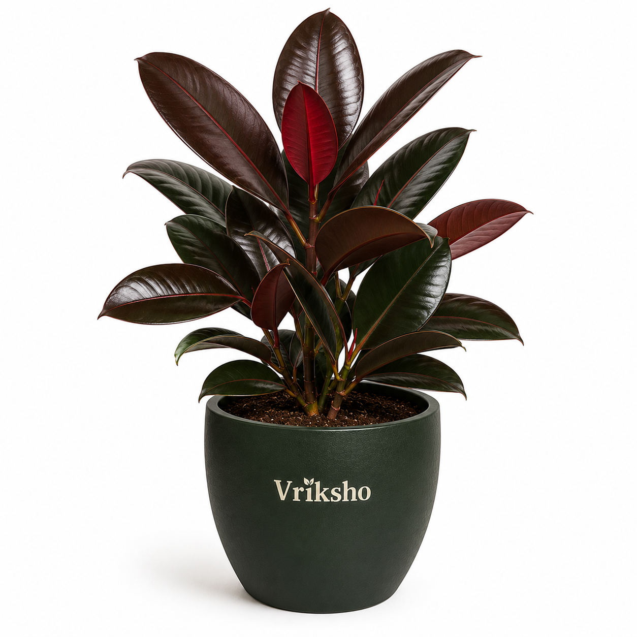 Burgundy Rubber Plant