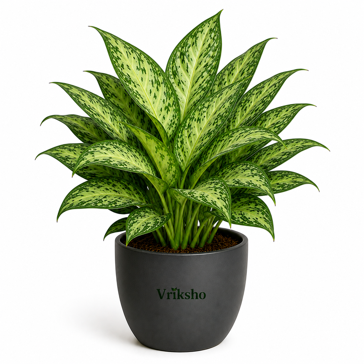 Green Aglaonema