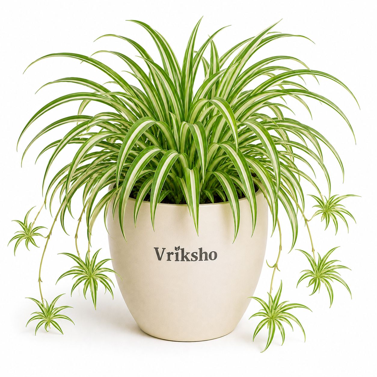 Spider Plant