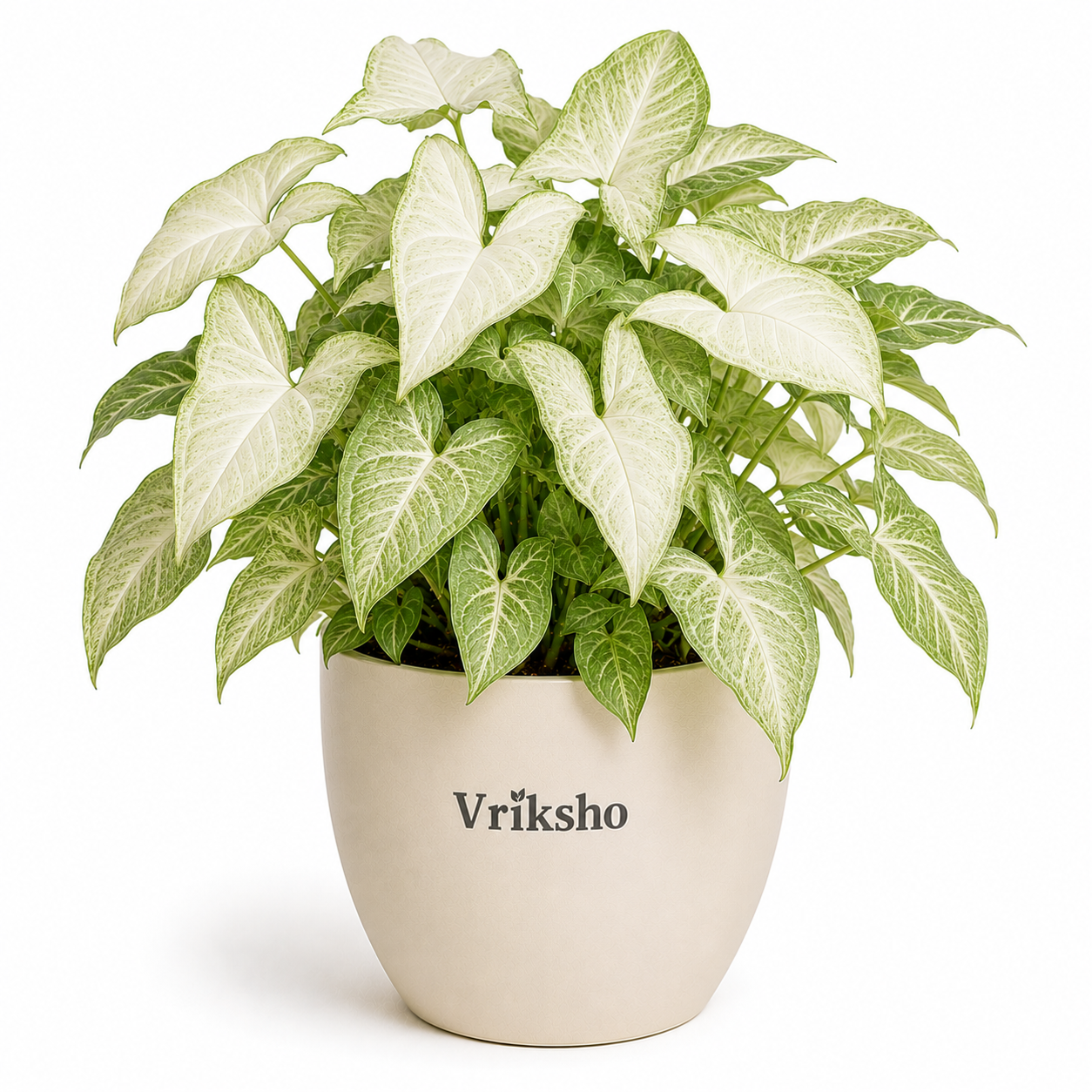 White Butterfly Syngonium