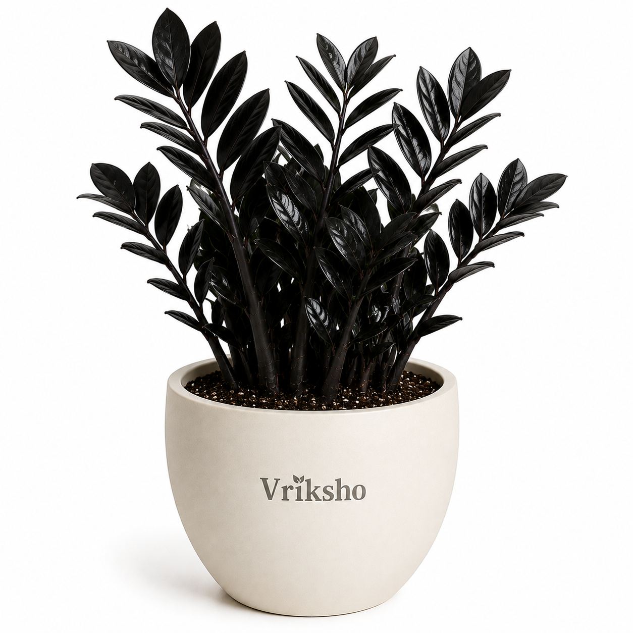 Raven ZZ Plant