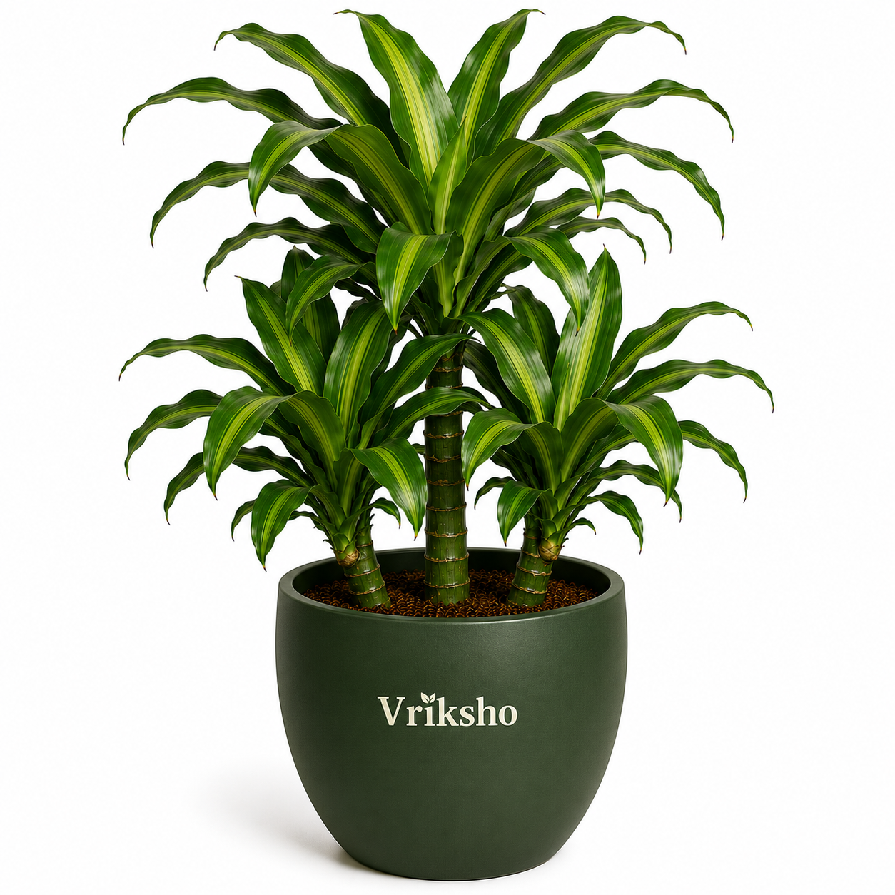Corn Plant