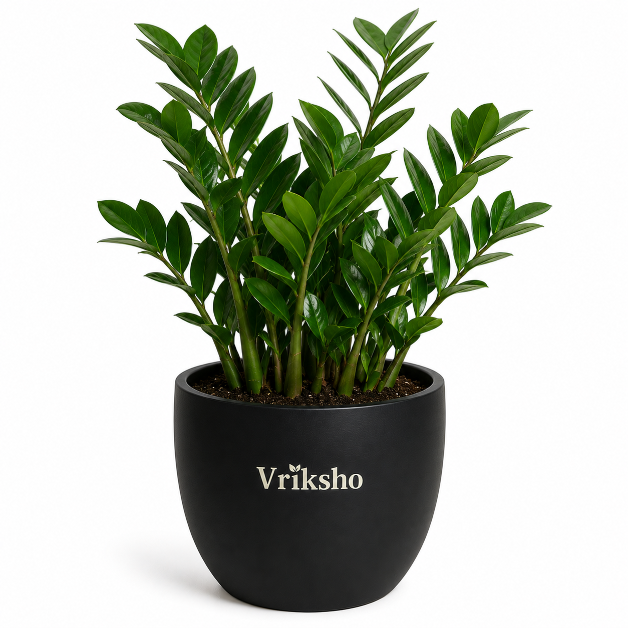 ZZ Plant