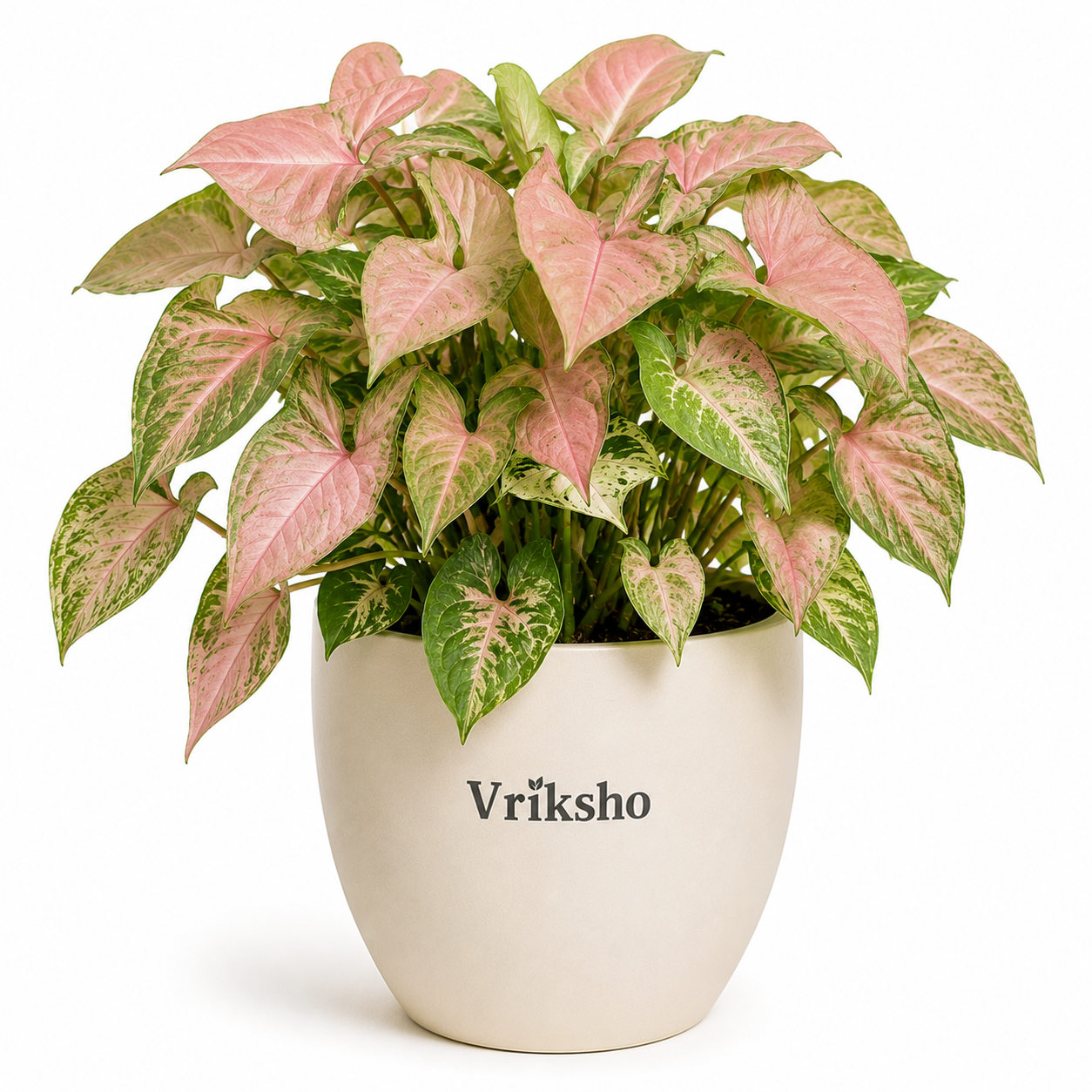 Pink Syngonium