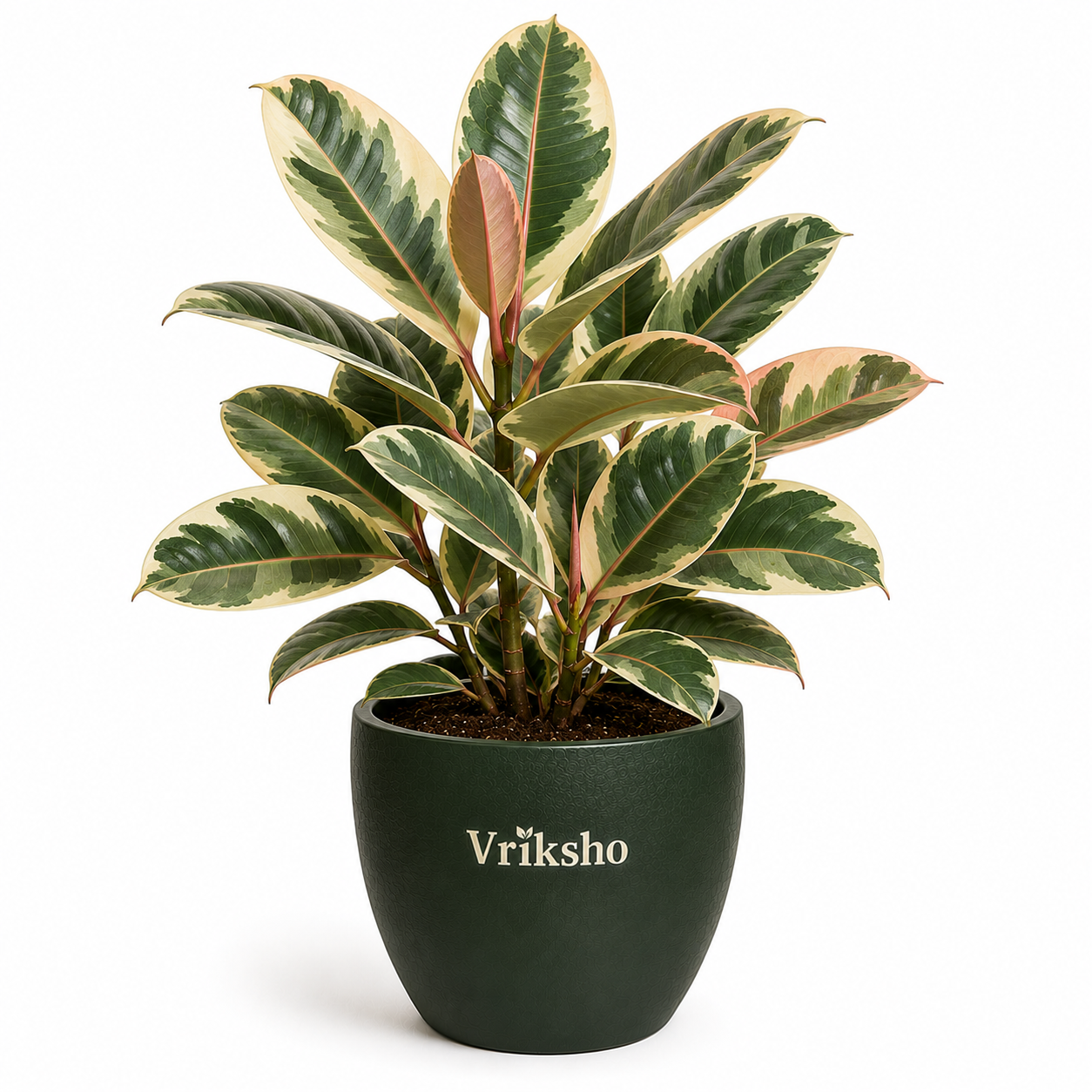Variegated Rubber Plant