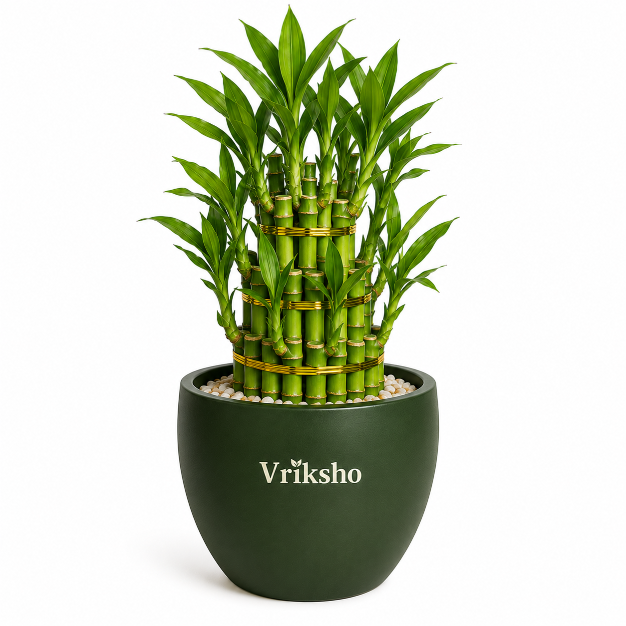 Lucky Bamboo