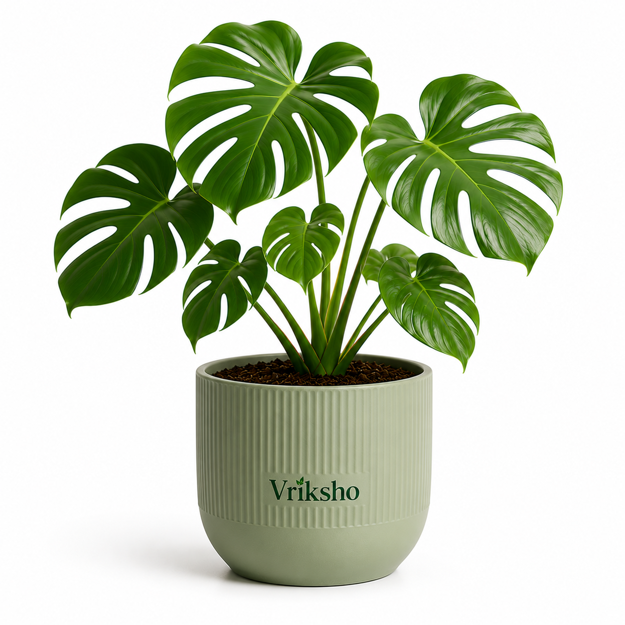 Monstera Plant