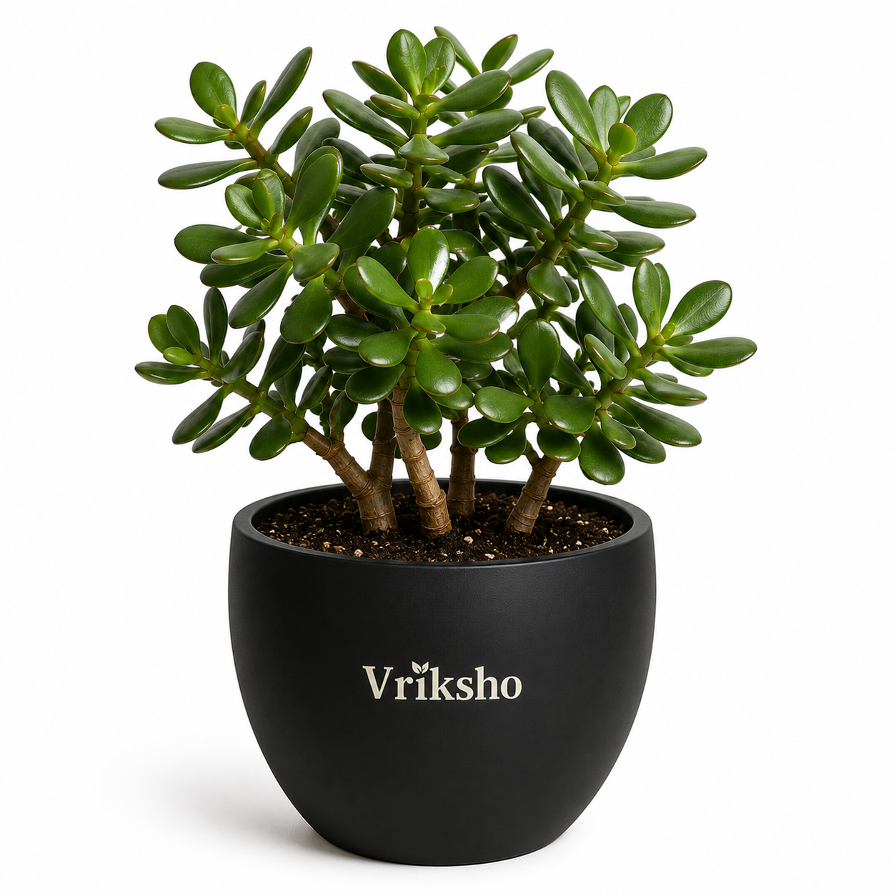 Jade Plant