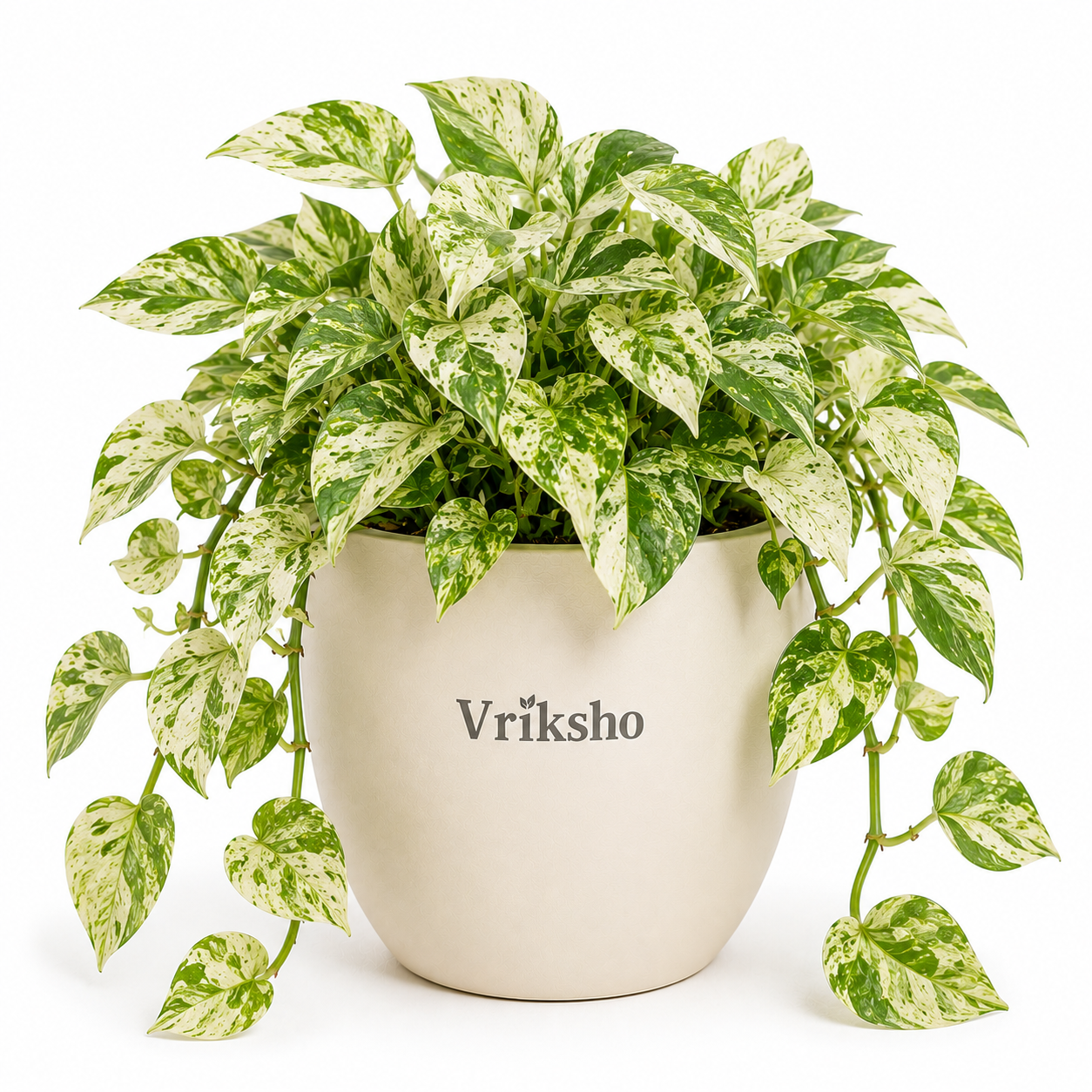 Marble Queen Money Plant
