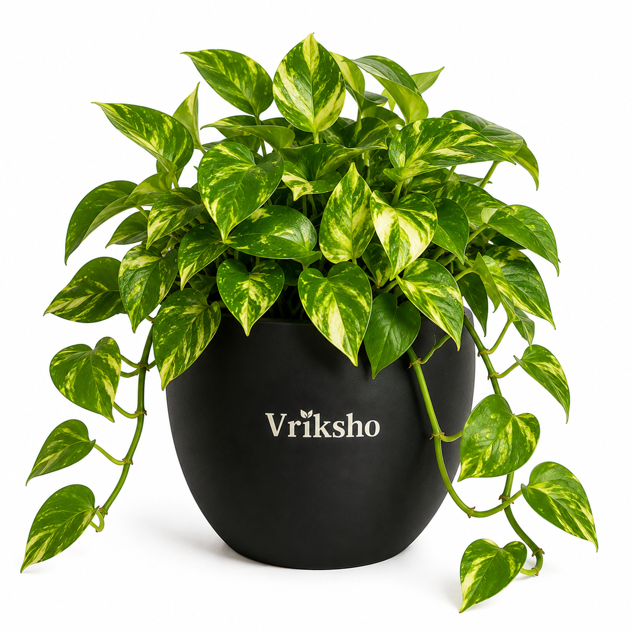 Golden Money Plant